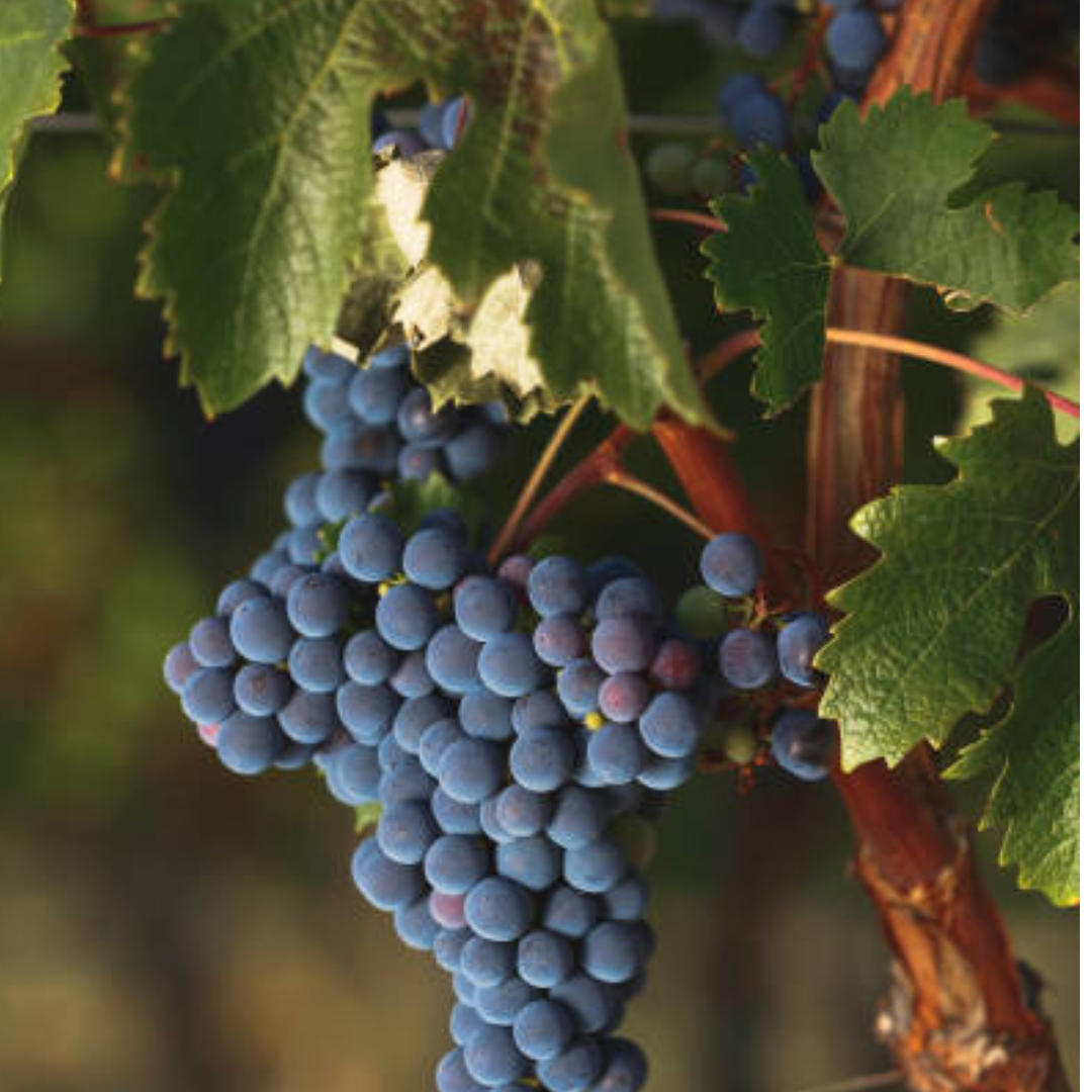 Cabernet Franc